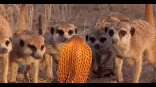 Meerkat Group Behavior