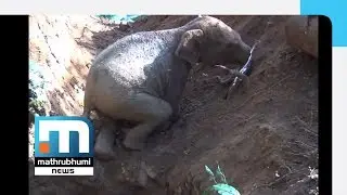 Elephant Herd Awaits Rescue Of Baby Elephant| Mathrubhumi News