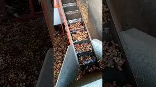 Pistachio Washing #pistachio