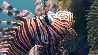 Lionfish, Sea Urchins, Crown of Thorns - Reef Life of the Andaman - Part 17