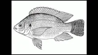 चिलापी माशाचे अद्भुत वैशिष्ट्ये 🐠🐠