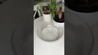 Water House Plants With Me 💕 Shop LINK in Bio #amazonhome #amazonfinds #amazonfavorites