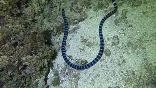 Oktopus Kuttelfisch Seeschlangen Philippine 2025
