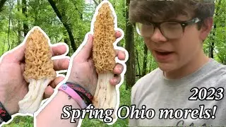 BIG! Ohio Morels! 2023