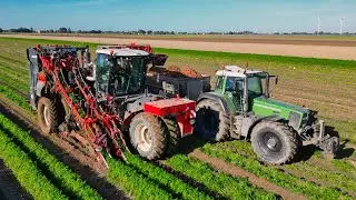 Möhrenernte 2022 mit 2 dewulf Rodern und 8 Abfahrern || Landwirtschaft in Dithmarschen