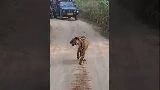 When suddenly tiger came on the road......#tiger #tigertiger #trending #ytsorts