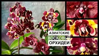 Восковые орхидеи: Brother Sara Gold&times;Sun Raise Red Proletariat, Yaphon Star Diamond &lsquo;6602&rsquo;,L-16.Обзор
