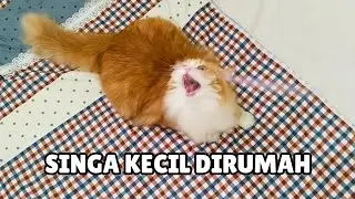 KUCING DAN TALI = KEKACAUAN YANG LUCU 😂😺