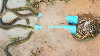 Survival Skills: Build Unique Underground Eel Fish Trap  Using PVC- How To Trap Eel Work 100%
