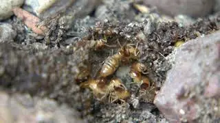Termite Tunnel