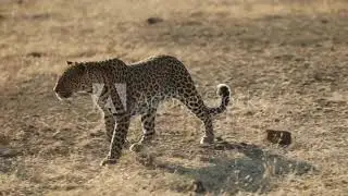wide shot of leopard stalking in slow motion....