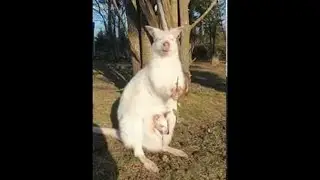 Albino Mother and Baby Wallaby Soak up the Sun || ViralHog