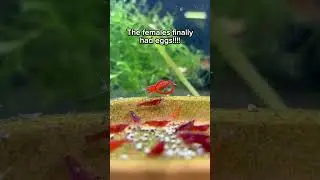 Life cycle of freshwater shrimps (Breeding Neocaridina Shrimp) #freshwatershrimp #shrimpbreeding