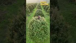 Teknologi Pemangkasan Durian Thailand