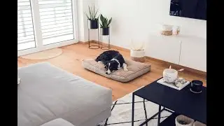 Hunde alleine Zuhause