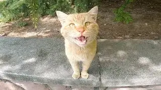 Homeless cats that look very angry from hunger and constantly meow loudly