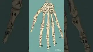 206 bone distribution in human body