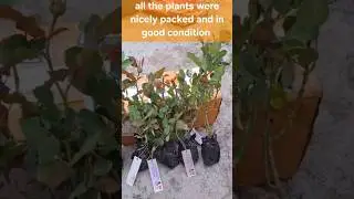 || 🌹SUSHANTA NURSERY 🌹||  Online delivery customer review 🥰😍 #2025  #trending #garden