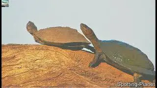 Clumsy Male Turtle Ruined Basking Turtle's Mating Moment!