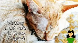 Trip to Romeow Cat Bistrot (Instagram Stories)