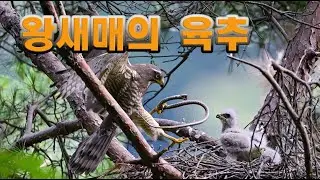 왕새매 육추
