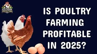 Revealing the Profitability of Poultry Farming in 2025: The Truth You Need to Know!