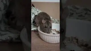 Feasting While on an Adventure #rat
