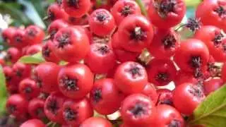 Pyracantha - Eld&thorn;yrnir -  Rau&eth; ber - Berjarunni  -  Skrautrunni