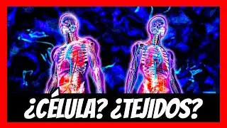 ✅ Niveles de ORGANIZACIÓN del CUERPO HUMANO con ejemplos 💪