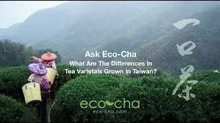 Ask Eco-Cha: Differences In Tea Plant Varietals Grown In Taiwan