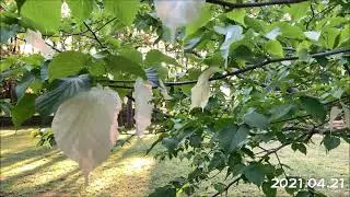 ハンカチの木