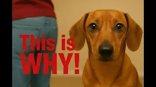 Why Dogs Sniff Your Butt &ndash; The Weird Truth Explained.