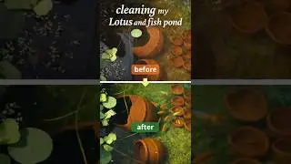 Lotus & Fish Pond Cleaning |🪷🐠 💦 Amazing Before&ndash;After #shorts #lotuspond  #fishpond