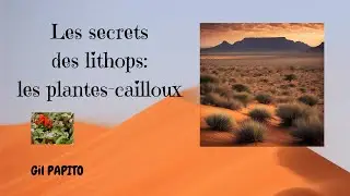 Les secrets des lithops : les plantes cailloux