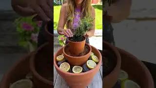 DIY bug repellent for your patio 🦟❌