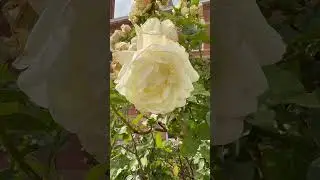 Alarmingly pale rose