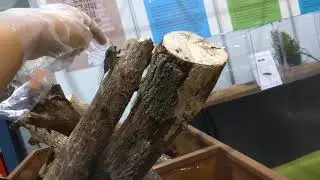 The annual insect competition! [Part 2]