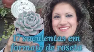 17 SUCULENTAS ( ECHEVERIA) EM FORMATO DE ROSETA !