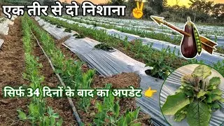एक तीर से दो निशाना ✌️After 34 days update 🌱
