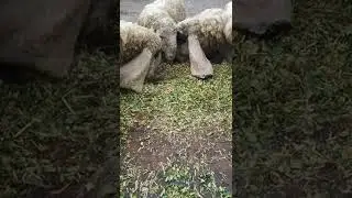 Sheep Eating food