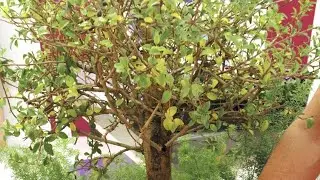 Composici&oacute;n de aligustre - Decogarden