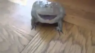 Devil frog!