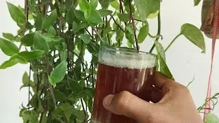 Turtle vine plant care tips and best liquid fertilizer khaad