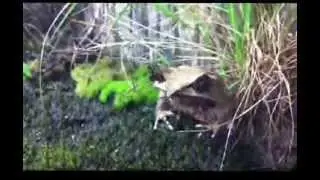 The Malayan Horned Frog Megophrys Nasuta