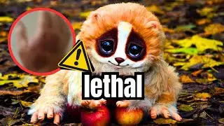 They Look Cute... But They Could Kill You! (Top 10 Deadly Animals)