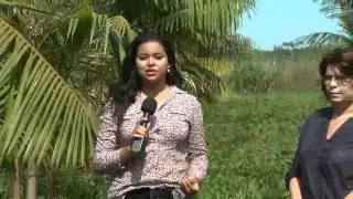 Projeto para exportar açaí produzido no Acre