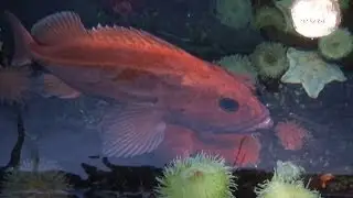 Danmarks Akvarium sidste optagelser
