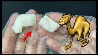 سنام الجمل(شحمة الجمال)لعلاج والتخلص من البواسير نهائيا /تطويل الشعر/ شد الجلد