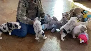 Augies (Corgi x toy Aussie) play at Lindsey&rsquo;s Aussies in Oklahoma