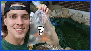 Adding FISH To My NEW POND!